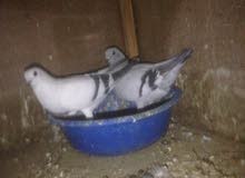 كوبيه حلبيه نضيفه ومصوقره جري ع دحي حاليا كوبيه حلبيه نضيفه ومصوقره جري ع دحي حاليا