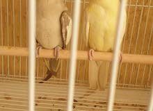 breeding pair cocktail breeding pair cocktail