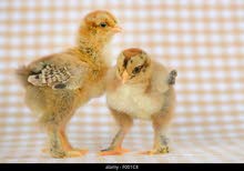 صوص براهما Brahma chicks صوص براهما Brahma chicks