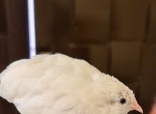 سمان صيني سمان صيني