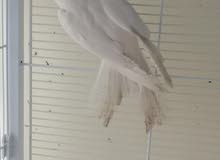 ذكر كوكتيل البينو عيون حمر للانتاج male cocktail albino red eyes for breeding ذكر كوكتيل البينو عيون حمر للانتاج male cocktail albino red eyes for breeding