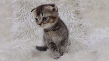 very loving chinchilla scottish fold boy very loving chinchilla scottish fold boy