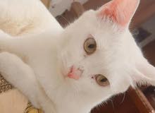 قطه شيرازيه طالبه تزاوج للبيع قطه شيرازيه طالبه تزاوج للبيع