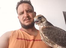 مربي ونظيف مربي ونظيف