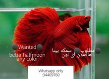 مطلوبwanted مطلوبwanted