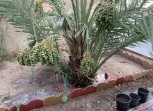 فسائل نخل برحي فسائل نخل برحي