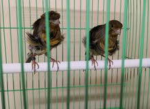 Frill Canary Birds Frill Canary Birds