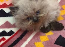 pure himalayan pure himalayan