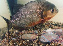 red belly piranha red belly piranha
