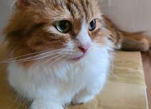 persian adult female cat for adoption