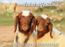 حلال نعيمي بيور صنف مدني ثني ورباع حلال نعيمي بيور صنف مدني ثني ورباع