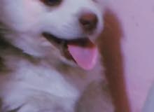 كلب هاسكي مالموت لونك هير عمره شهر ونص