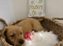 Golden Retriever puppies Golden Retriever puppies