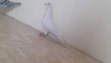 زوج زواجل زوج زواجل