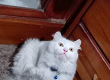 سلام عليكم متاح قطه انثى منتجه اقره الوصف سلام عليكم متاح قطه انثى منتجه اقره الوصف