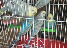 طيور رينبو للبيع زوجين +ذكرين طيور رينبو للبيع زوجين +ذكرين