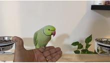 Indian Ringneck Fully Trained, Friendly and very Nice to its Owner