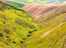 10 دونم شفا غوري من المالك