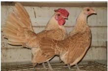 sebright chicken pair cock & hen sebright chicken pair cock & hen