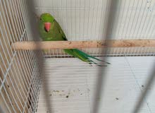 Greenneck Parrot