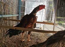 pure pakistani aseel rooster pure pakistani aseel rooster