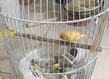 breeding pair / Canary breeding pair / Canary