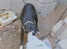 كلاب للبيع كلاب للبيع
