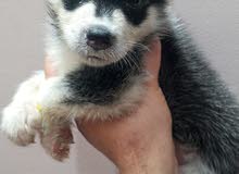 هاسكيhusky هاسكيhusky