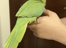 ببغاء درة ببغاء درة