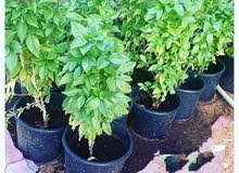 نبات الريحان نبات الريحان