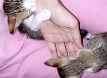two kitten for free adoption two kitten for free adoption