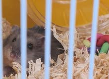 hamster with cage