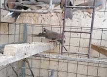 حمام سوادي وبري حمام سوادي وبري