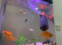 Fishes with aquarium for sale