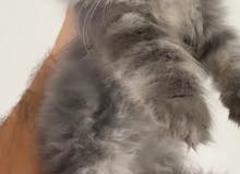persian persian