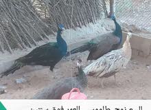 للبيع طاووس للبيع طاووس