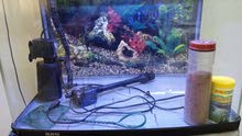 Fish Aquarium Fish Aquarium