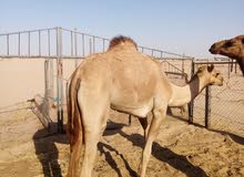 بكرة سلالة طيبه بكرة سلالة طيبه