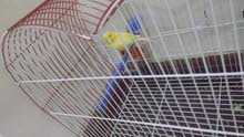 كناري اصفر كناري اصفر