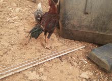 ديك بكستاني ديك بكستاني