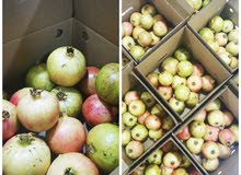 رمان الجبل الأخضر بسعر أقل من السوق رمان الجبل الأخضر بسعر أقل من السوق