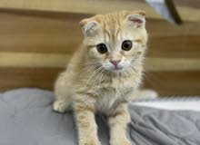 Scottish Fold Male Scottish Fold Male