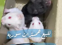 هامستر سوري للبيع هامستر سوري للبيع