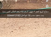 بدع بنت سعود العين بدع بنت سعود العين