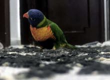 لوري ربوة قوي وهدد Lory rainbow لوري ربوة قوي وهدد Lory rainbow