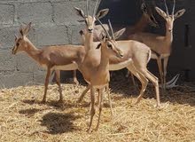 للبيع غزلان الدماني ( سن التتاج ) زوجين للبيع غزلان الدماني ( سن التتاج ) زوجين