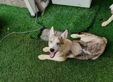 Pure Husky dog Pure Husky dog