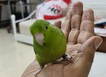 American Pocket Bird fully tame American Pocket Bird fully tame