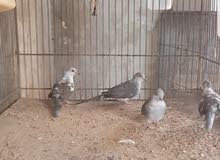 حمام ماسي حمام ماسي