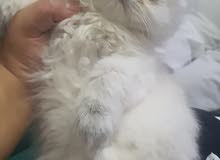 قطط كيتن هيمالايا شيرازي بيكي فيس